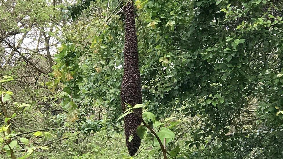 Bee swarm on tree