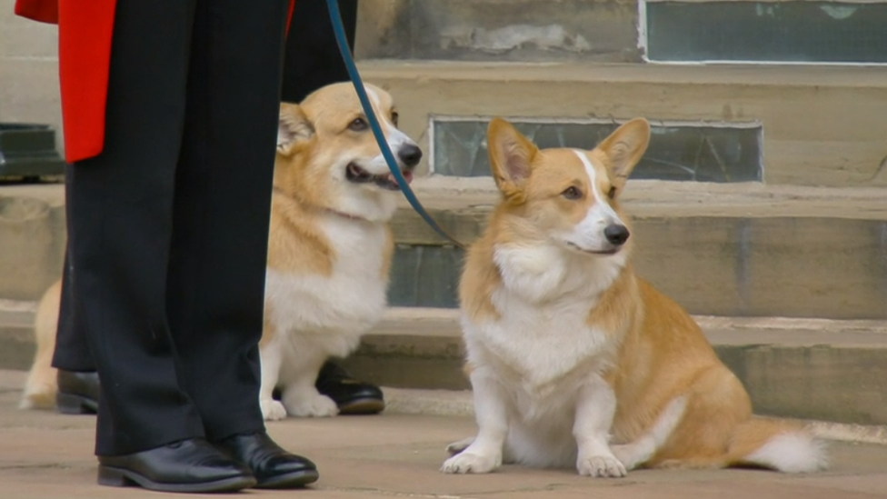 The Queen's corgis