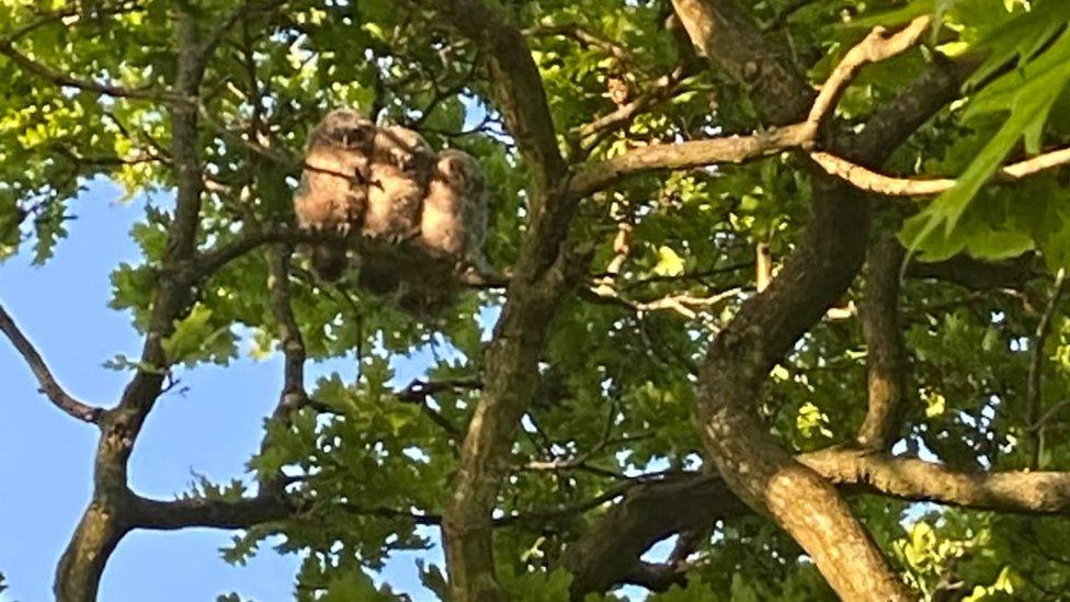 The three tawny owlets in a tree in Christchurch Park, Ipswich