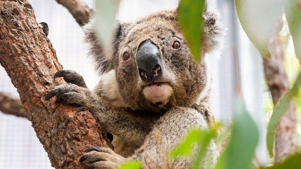 koala