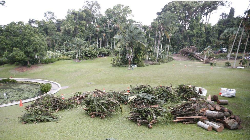 Piles of branches and logs from the collapsed tree