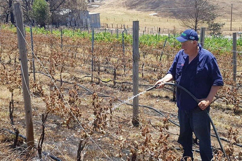 James Tilbrook watering burned vines