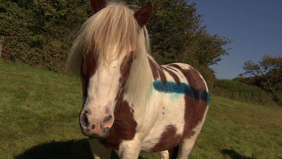 Pony with blue paint on its coat