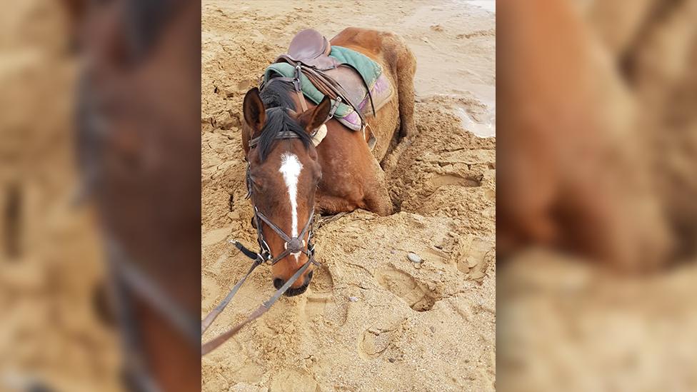 Horse stuck in sand