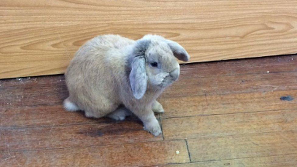Rabbit in polling station
