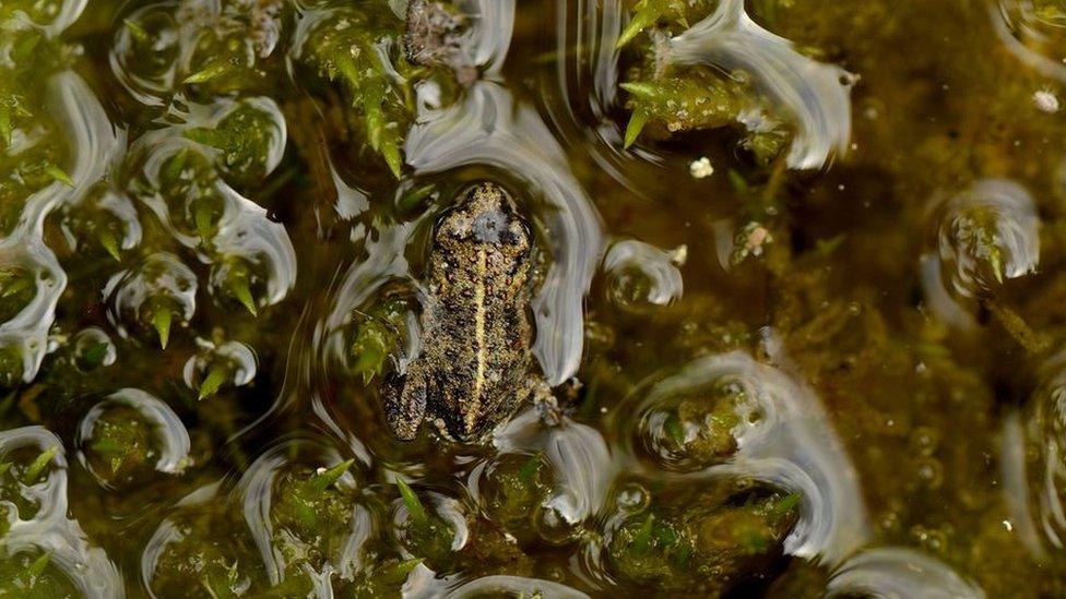 Natterjack toadlet