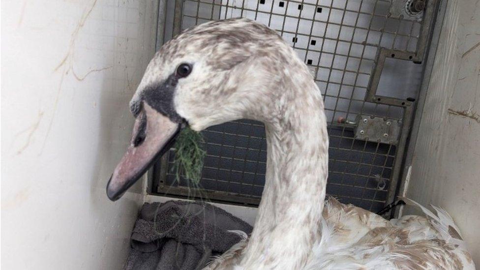 Swan with dark patches on its head and neck in a cage