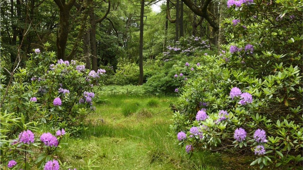 Rhododendron ponticum.