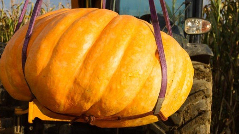 Massive pumpkin