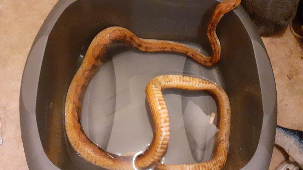 Corn snake in a bowl of water