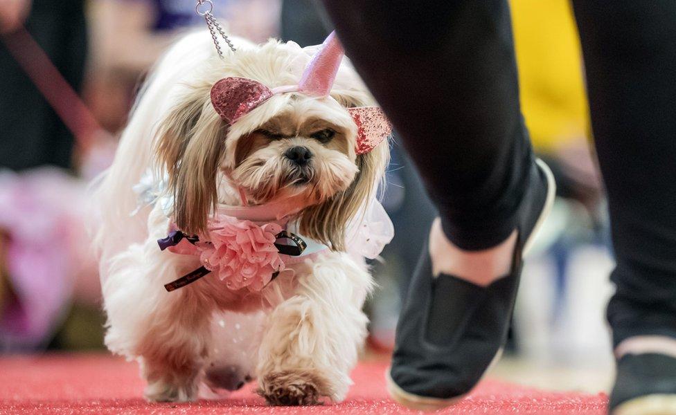 Dogs dress up for pooch pageant in Wetherby BBC News