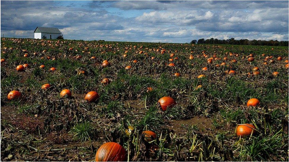 Pumpkins await harvest in a field along Rt 165 in Ohio