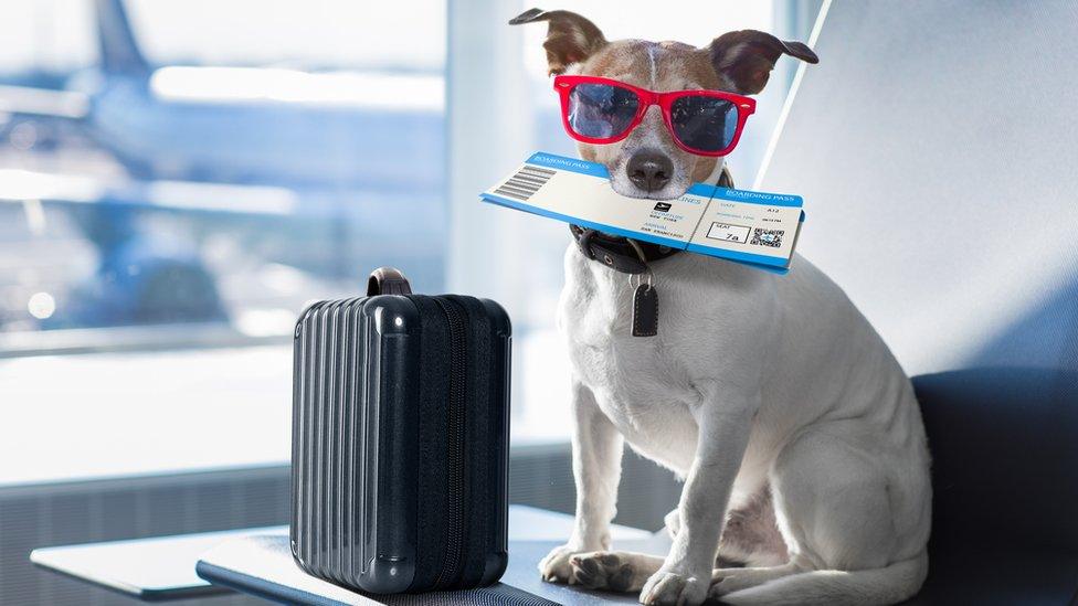 A dog waiting with its luggage in an airport terminal