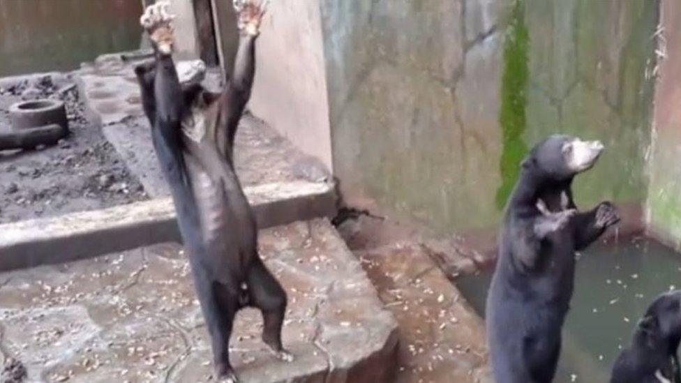 Screenshot of a video taken in July 2016 showing the sun bears in Bandung zoo