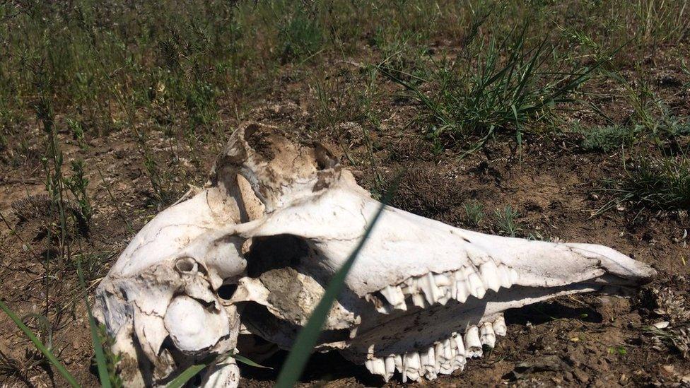 Skull from a saiga with the horns sawn off