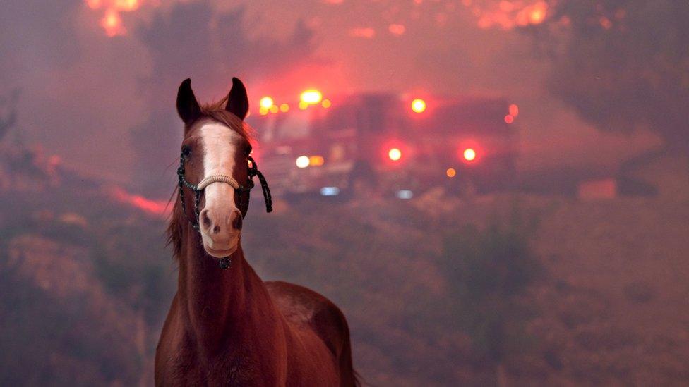 Horses are spooked as the Woolsey Fire moves through the property on Cornell Road near Paramount Ranch