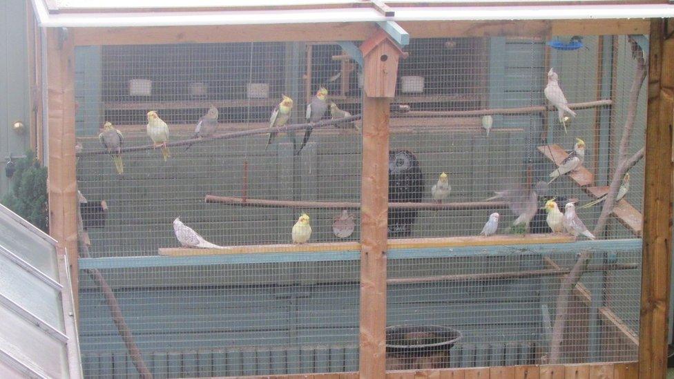 Mrs Dawson's aviary