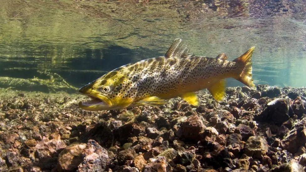 A brown trout swims in a clear, shallow stream above a rocky riverbed. Sunlight filters through the surface, revealing the fish's golden-brown body with dark spots and a slightly open mouth.