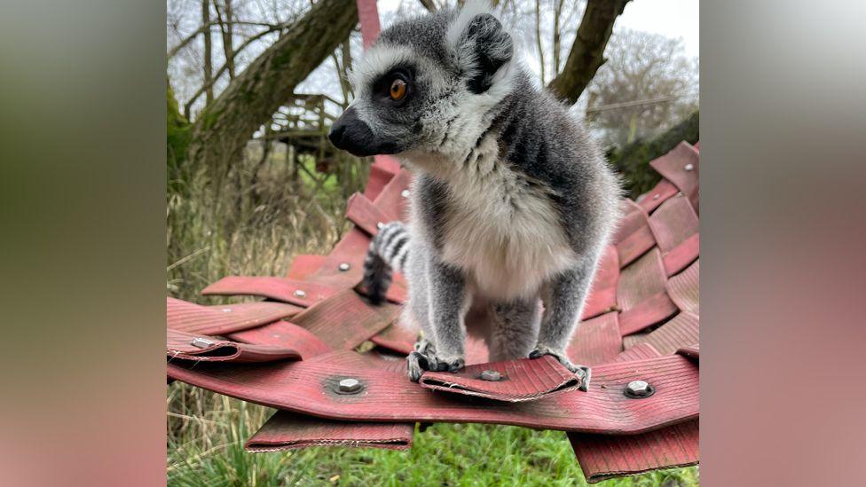 Arthur the lemur