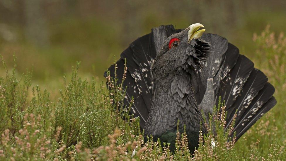 Capercaillie