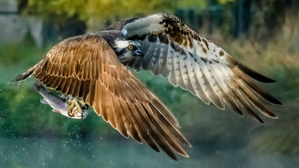 Osprey