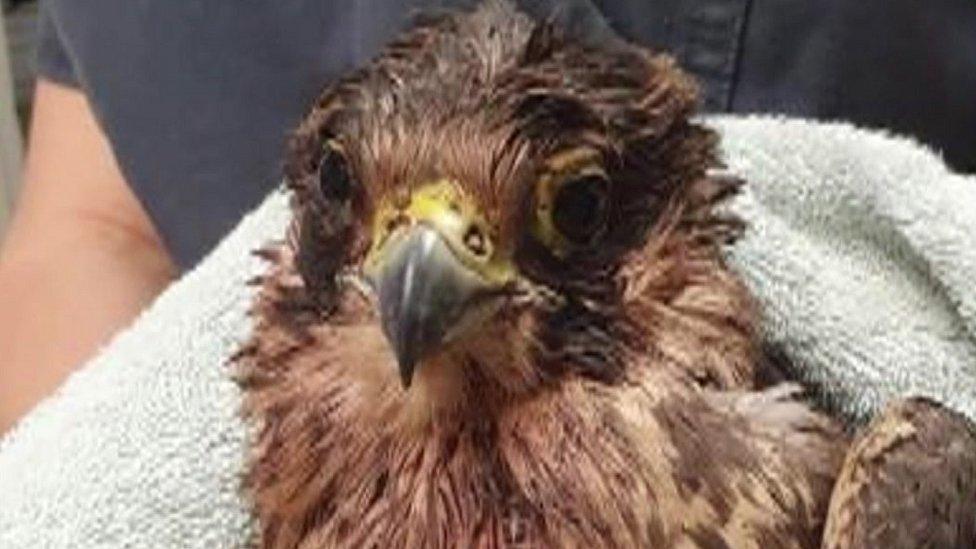 Peregrine Falcon after being shot