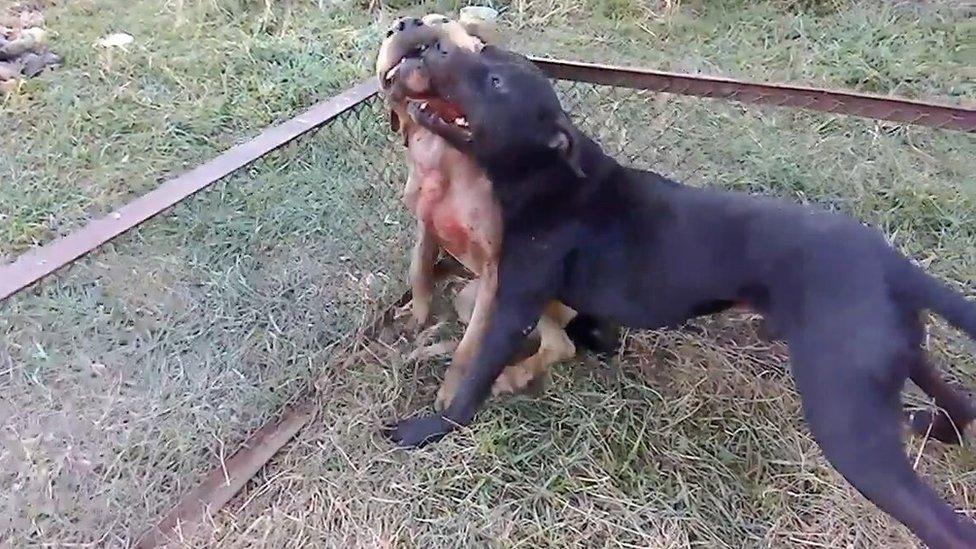 Dogs fighting