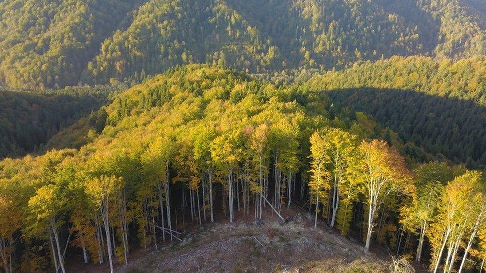 East Carpathian forests