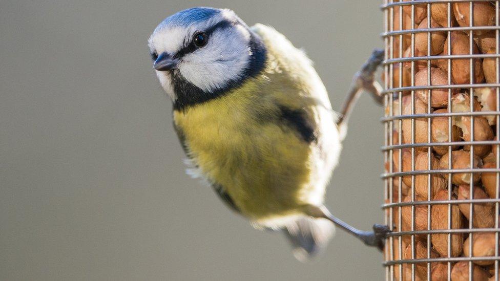 Eurasian blue tit on peanut bird feeder