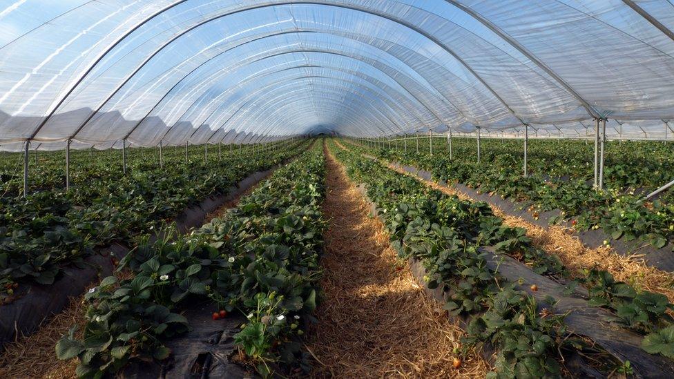 Strawberry growing in Scotland