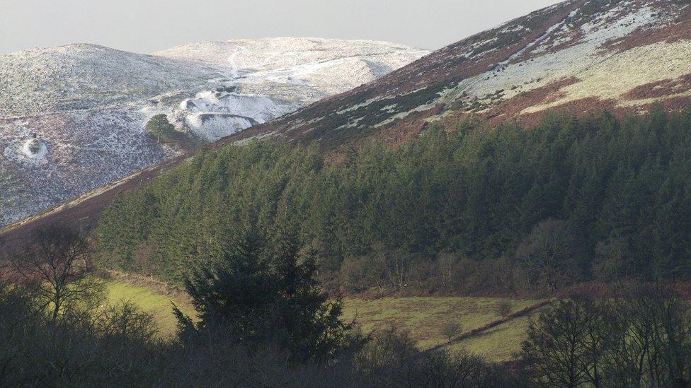 Woodland in Wales beside a mountain