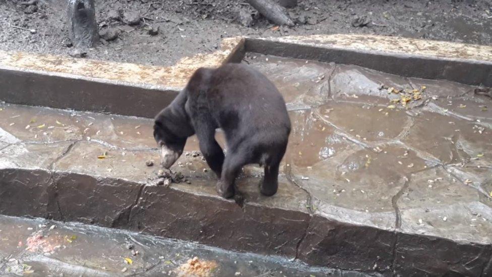 Screenshot of a video taken in 2016 showing the sun bears in Bandung zoo