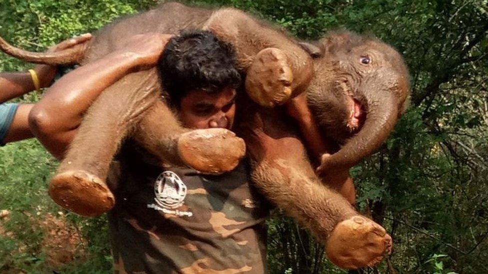 Sarathkumar carries the calf