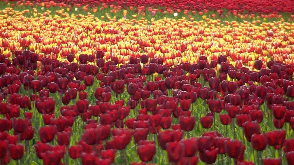 Tulip field