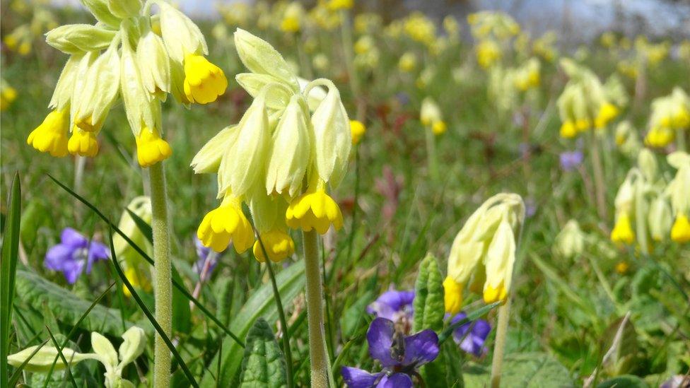 Cowslips and violets