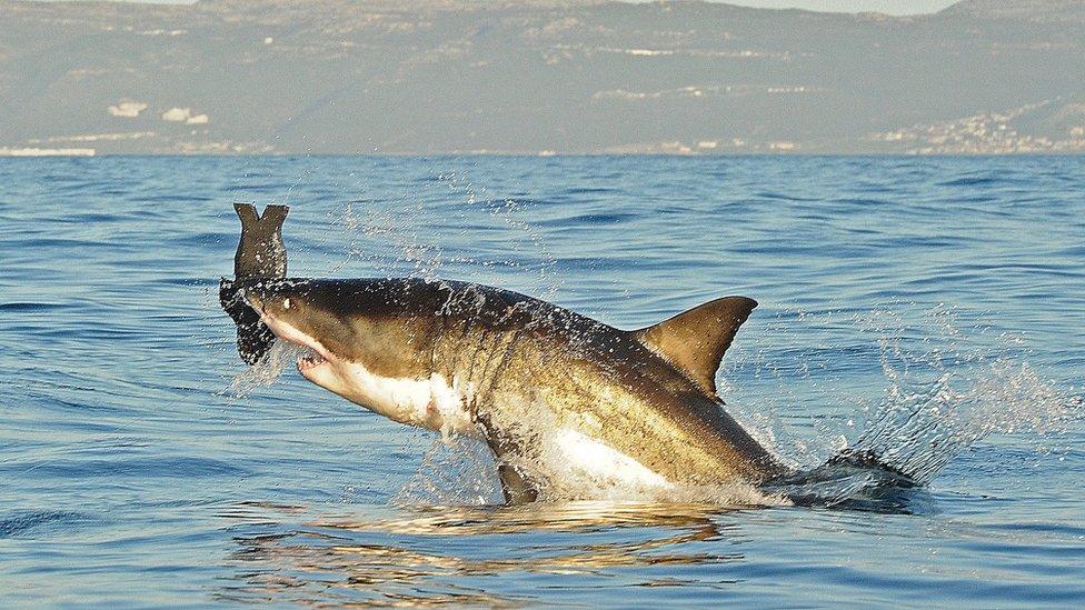 Great white catching a decoy