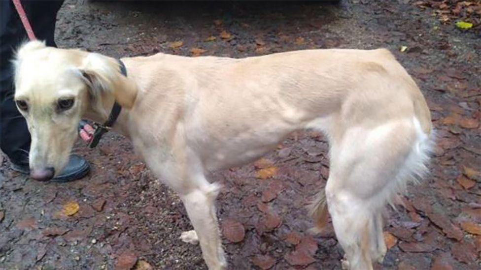 One of the seized dogs, a tan-coloured lurcher, on a lead