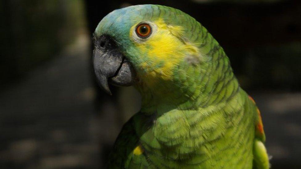 Charlie, a Blue-fronted Amazon parrot