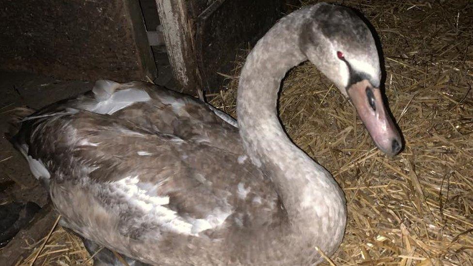 cygnet