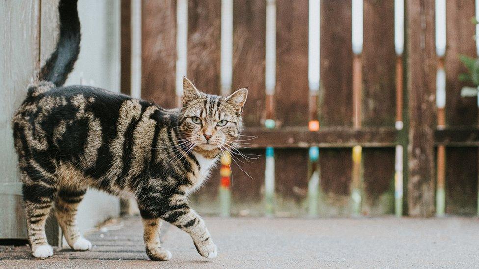 tabby-cat-walks-by-raliings.