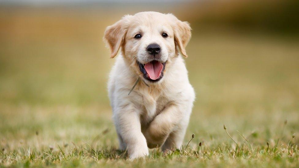 Golden Retriever