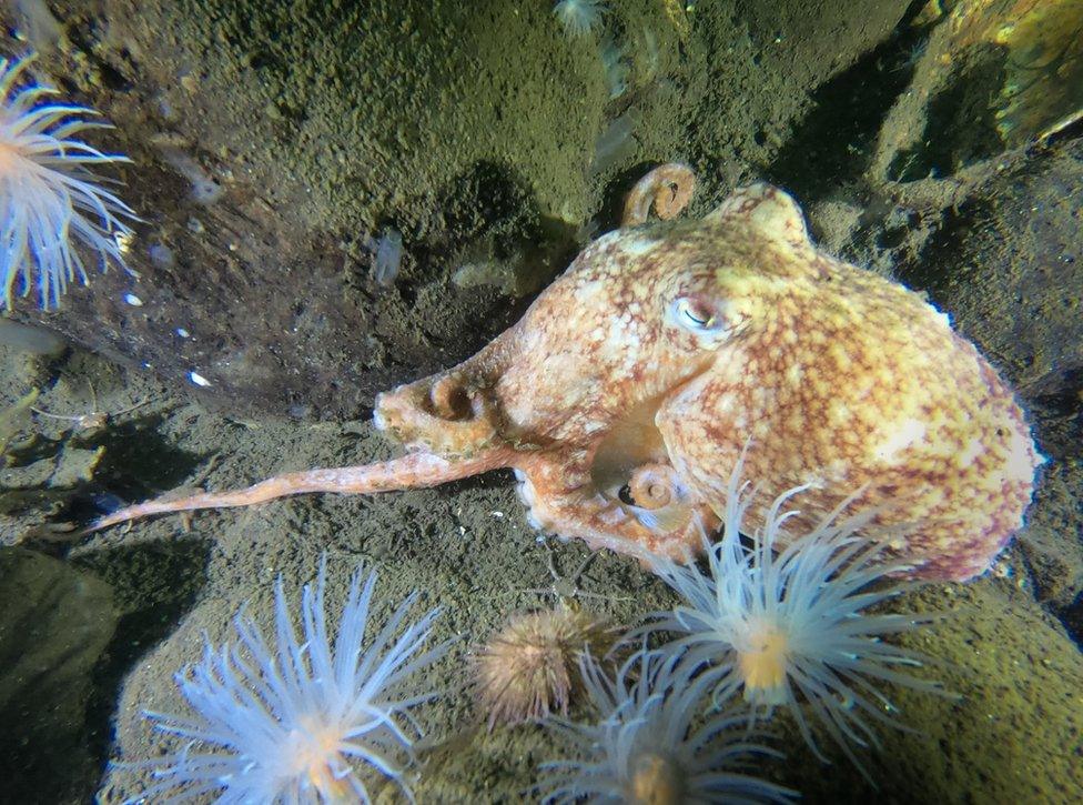 A photo of an octopus in waters around Scotland