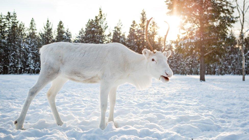 White reindeer in Finland in February 2018