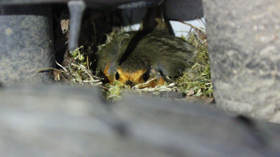 Robin in the wheel arch of Charlie Talmadge