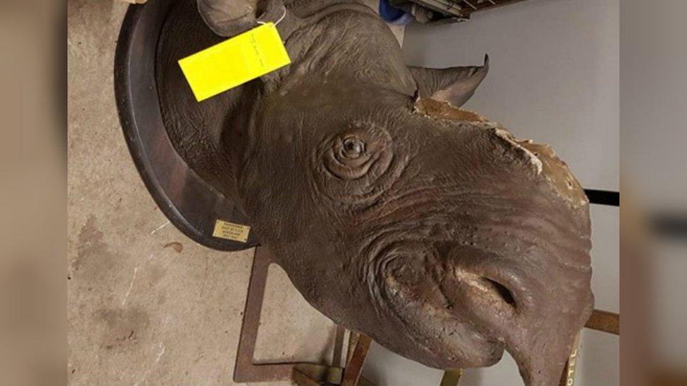 Stuffed rhino head seized by police