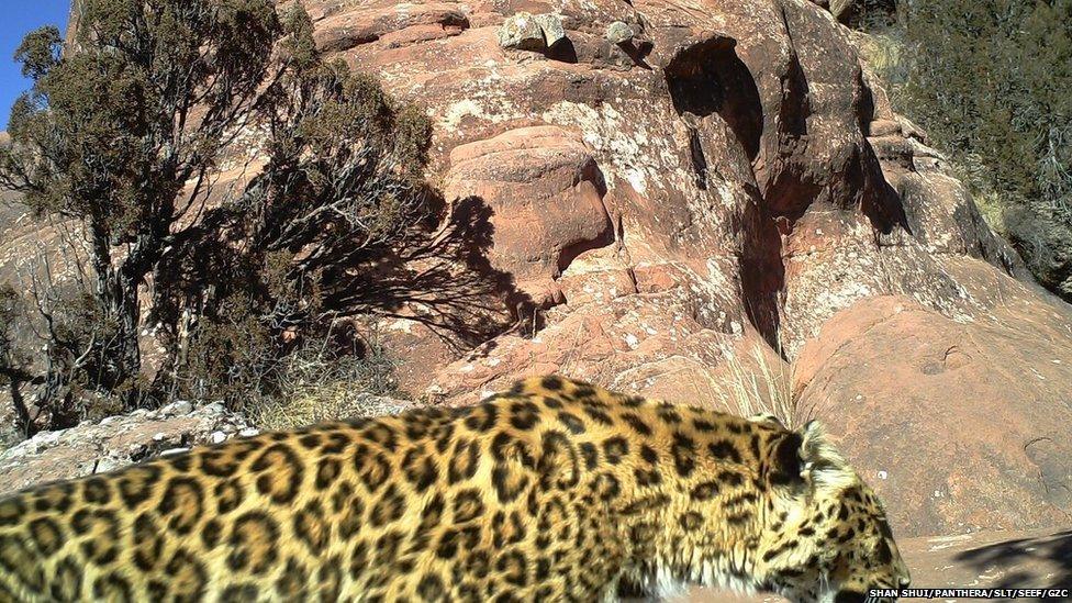 A common leopard caught on camera in a different part of Qinghai province, China, on 6 December 2015