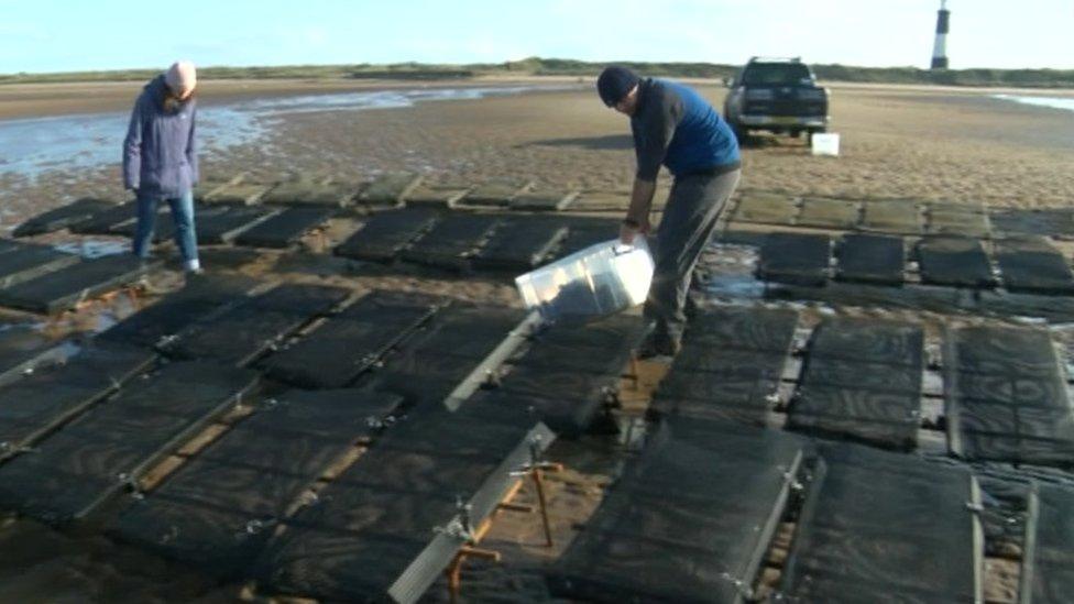 Oyster bed near Spurn