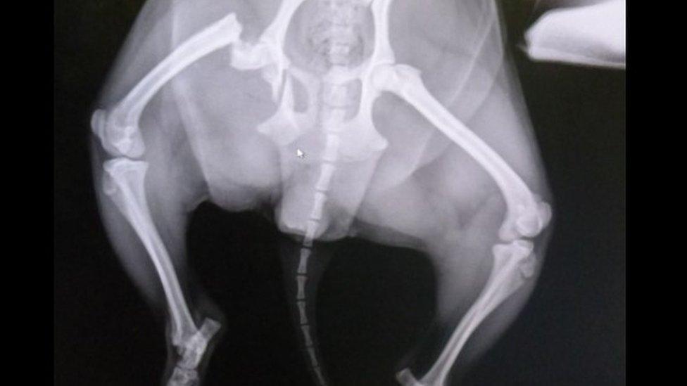 Ruby's X-ray