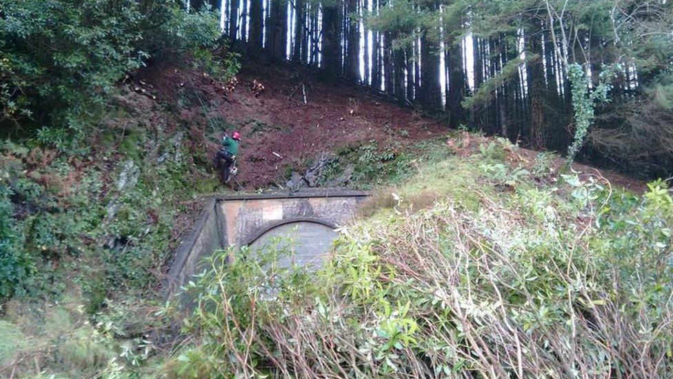 clearing rhodedendron in Trecwn