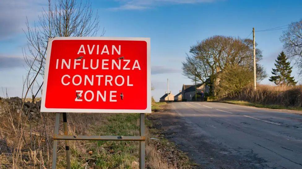 A red avian influenza control zone warning sign on the side of a country lane, under a blue winter sky